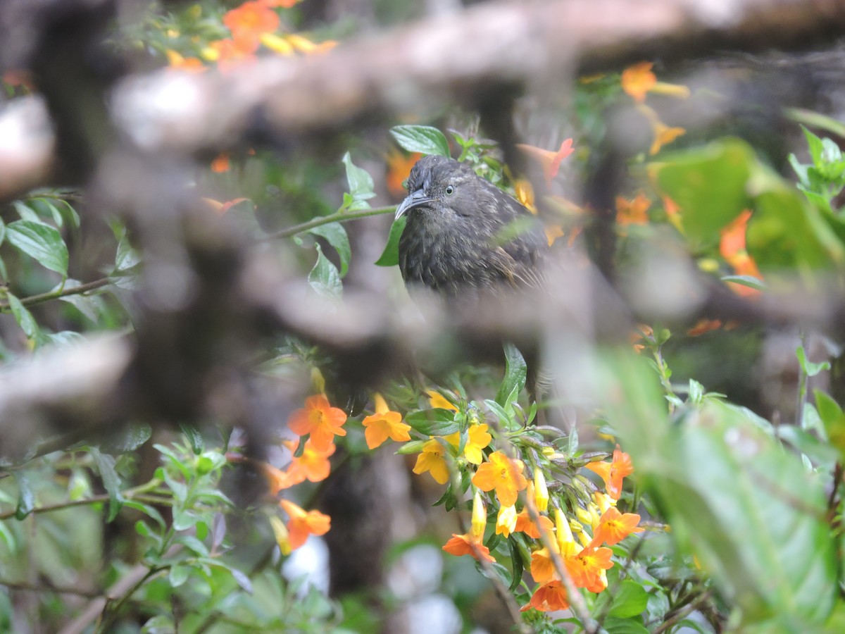 Gray-streaked Honeyeater - Ricki Ravitts