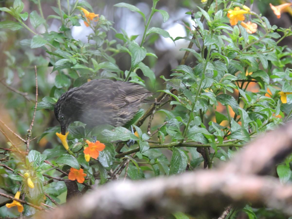 Gray-streaked Honeyeater - ML128207011