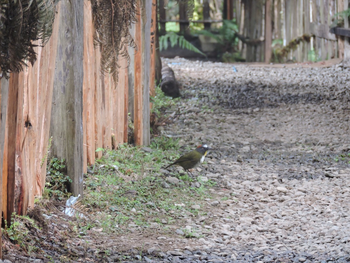 Rufous-naped Bellbird - ML128207311