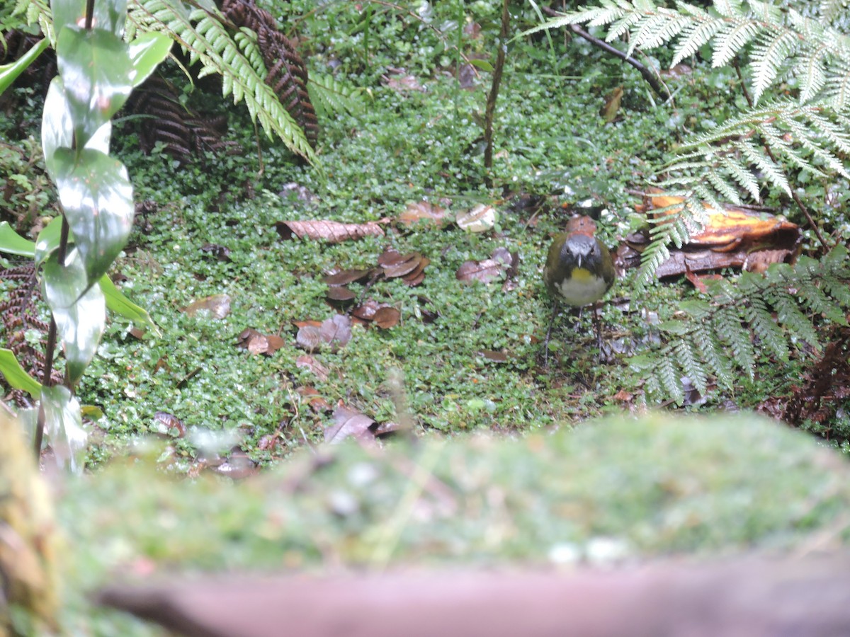 Rufous-naped Bellbird - Ricki Ravitts