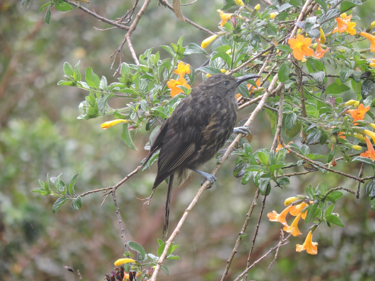 Gray-streaked Honeyeater - ML128207651