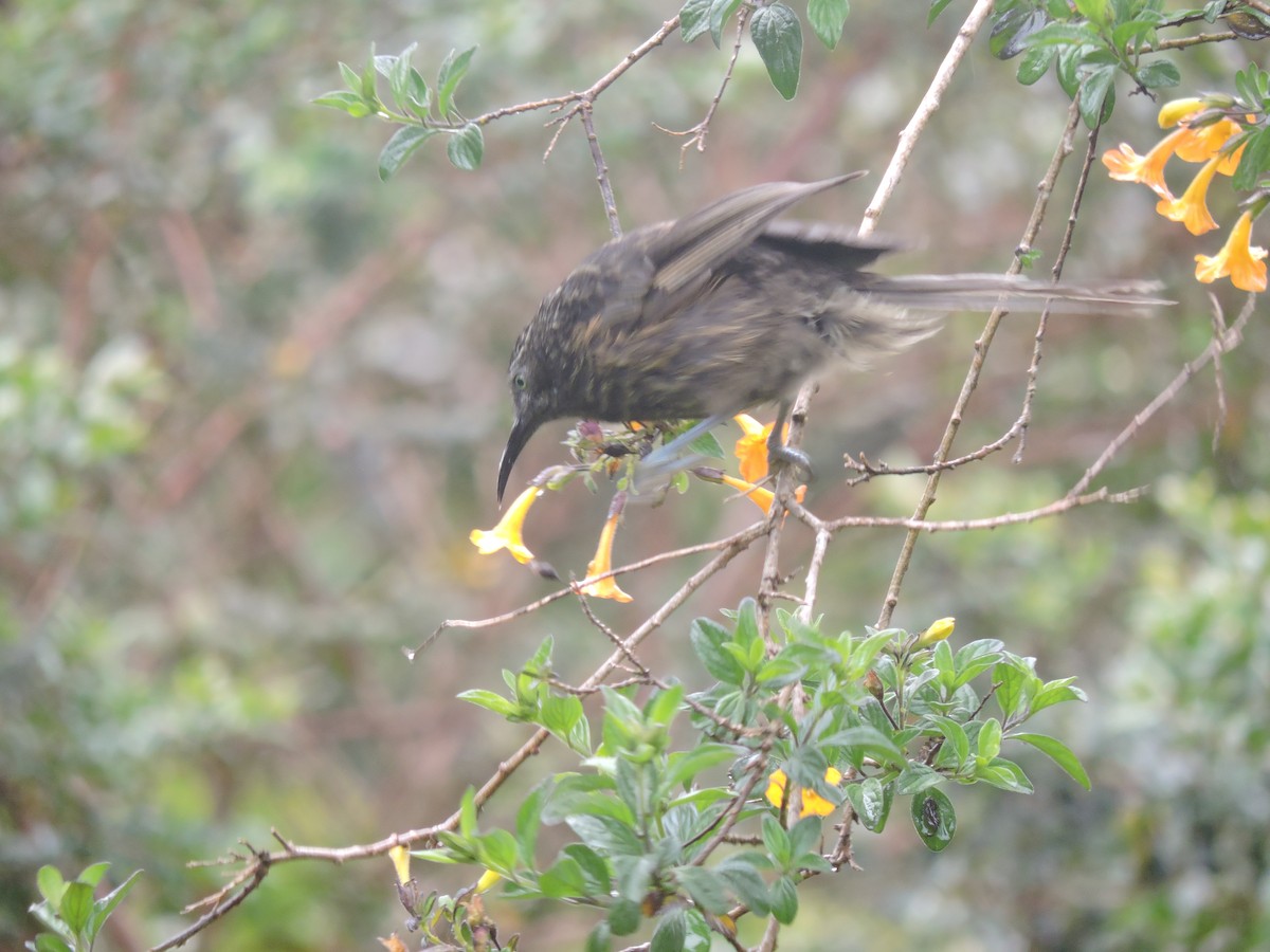 Gray-streaked Honeyeater - Ricki Ravitts