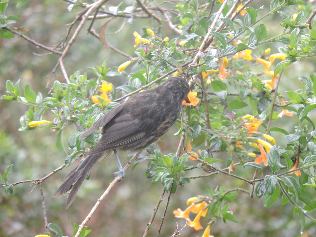 Gray-streaked Honeyeater - ML128207671