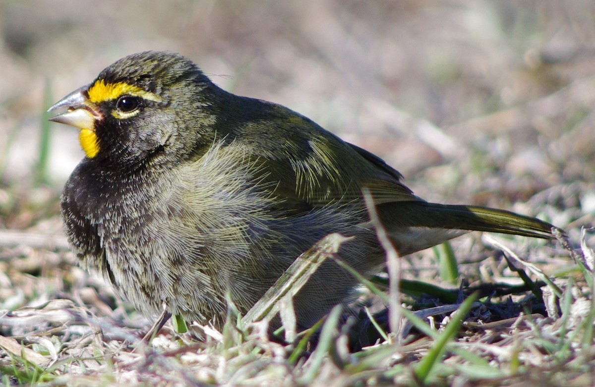 Yellow-faced Grassquit - ML128208291