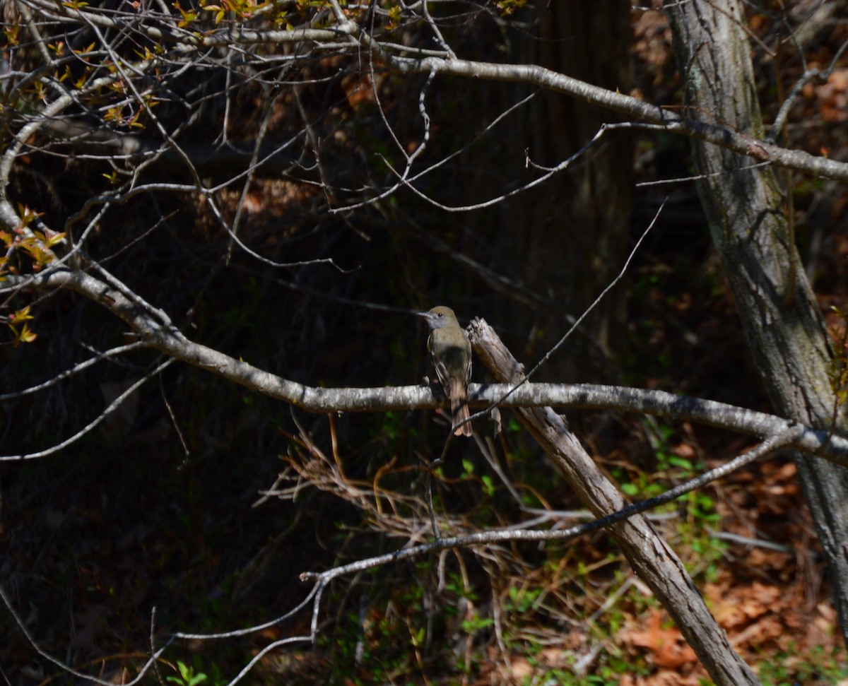 Great Crested Flycatcher - ML128208391