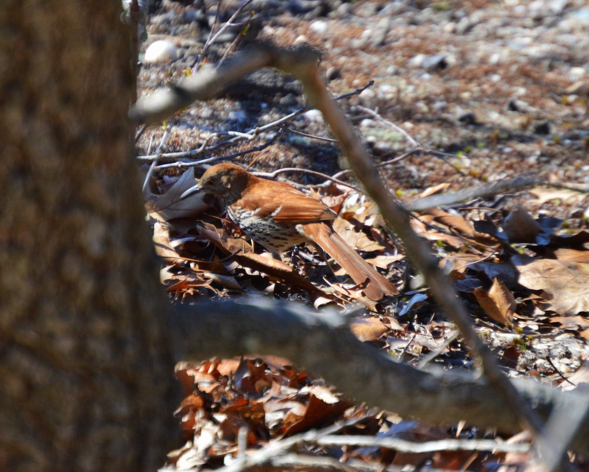 Brown Thrasher - ML128208411