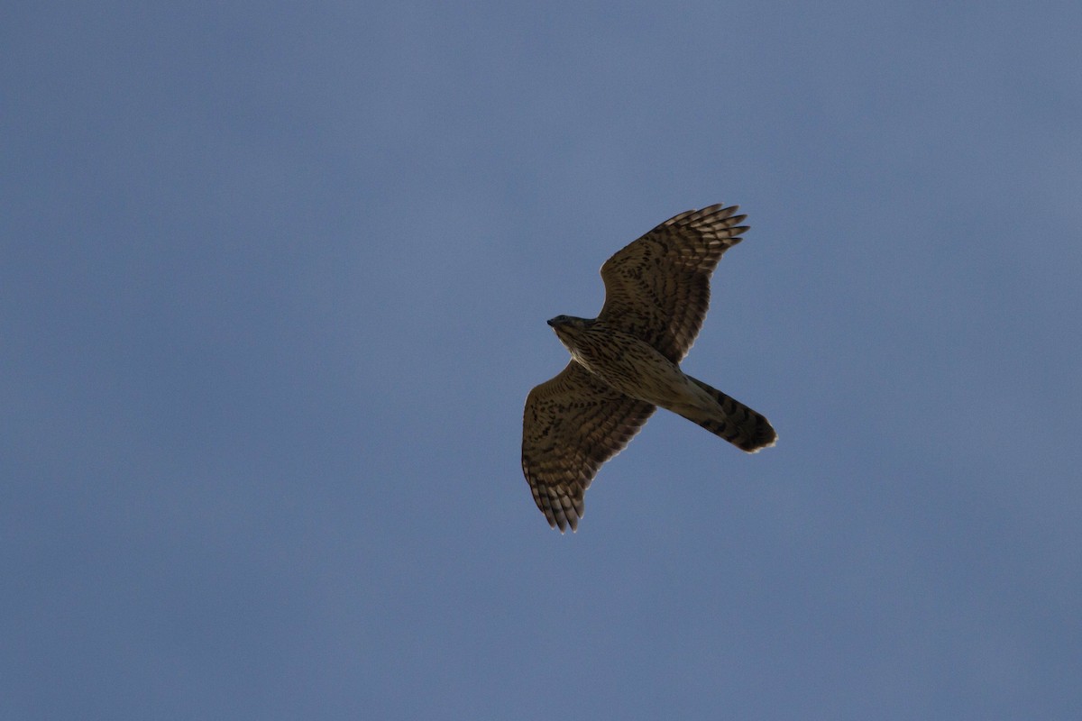 American Goshawk - ML128209841