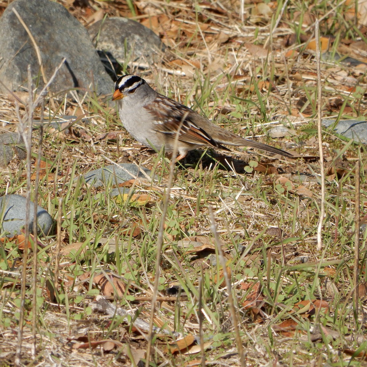 Bruant à couronne blanche - ML128210301