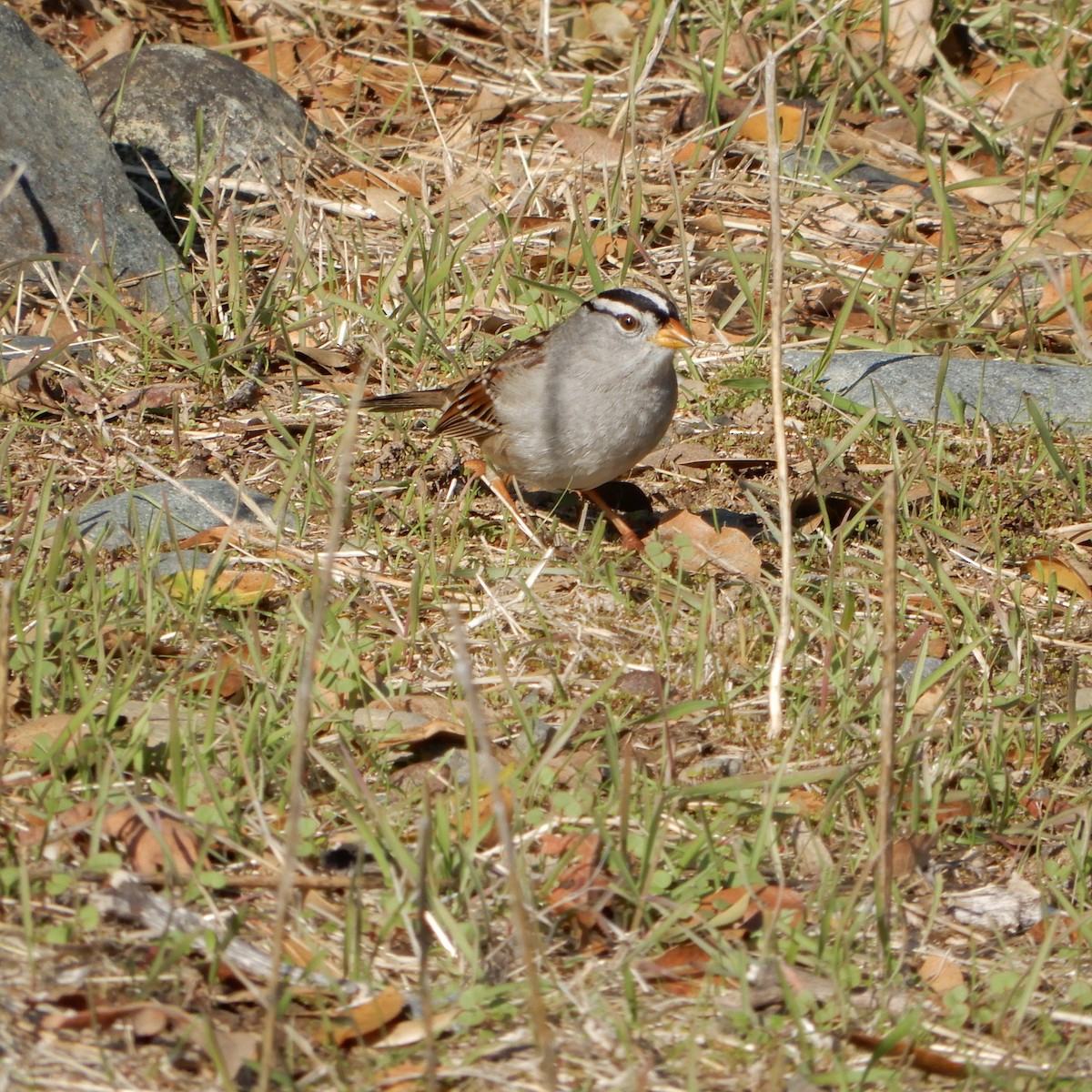 Bruant à couronne blanche - ML128210351