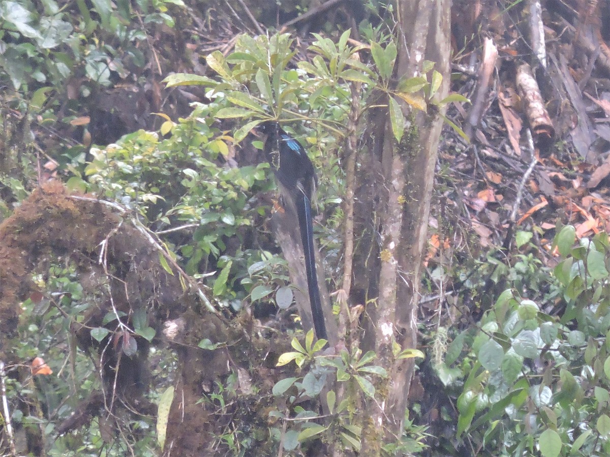 Brown Sicklebill - Ricki Ravitts