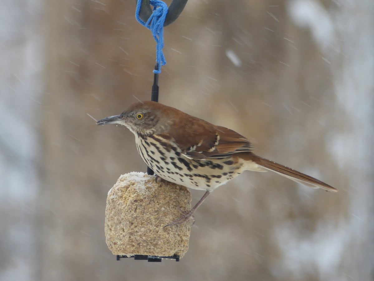 Brown Thrasher - Shelley Rutkin