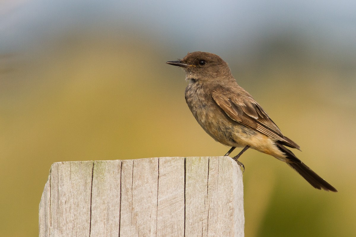 Say's Phoebe - Tom Reed