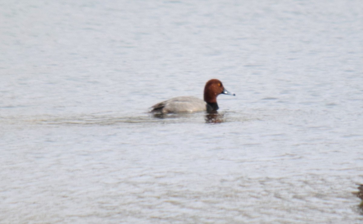 Redhead - Mike Winck