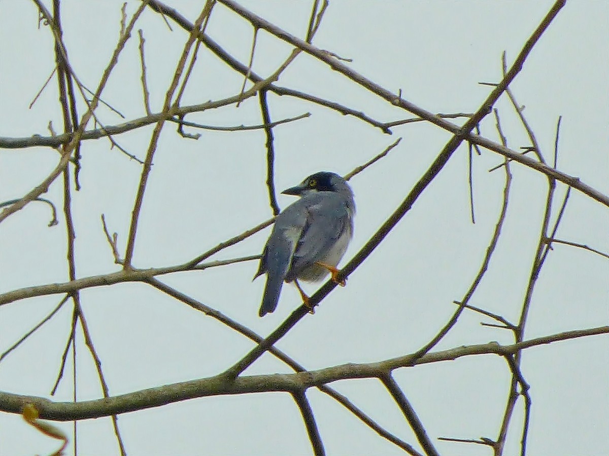 Hooded Tanager - ML128211191