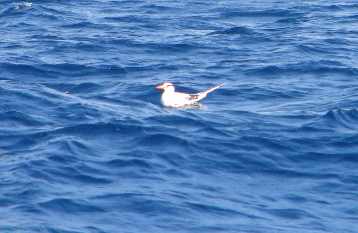 Red-billed Tropicbird - ML128211351