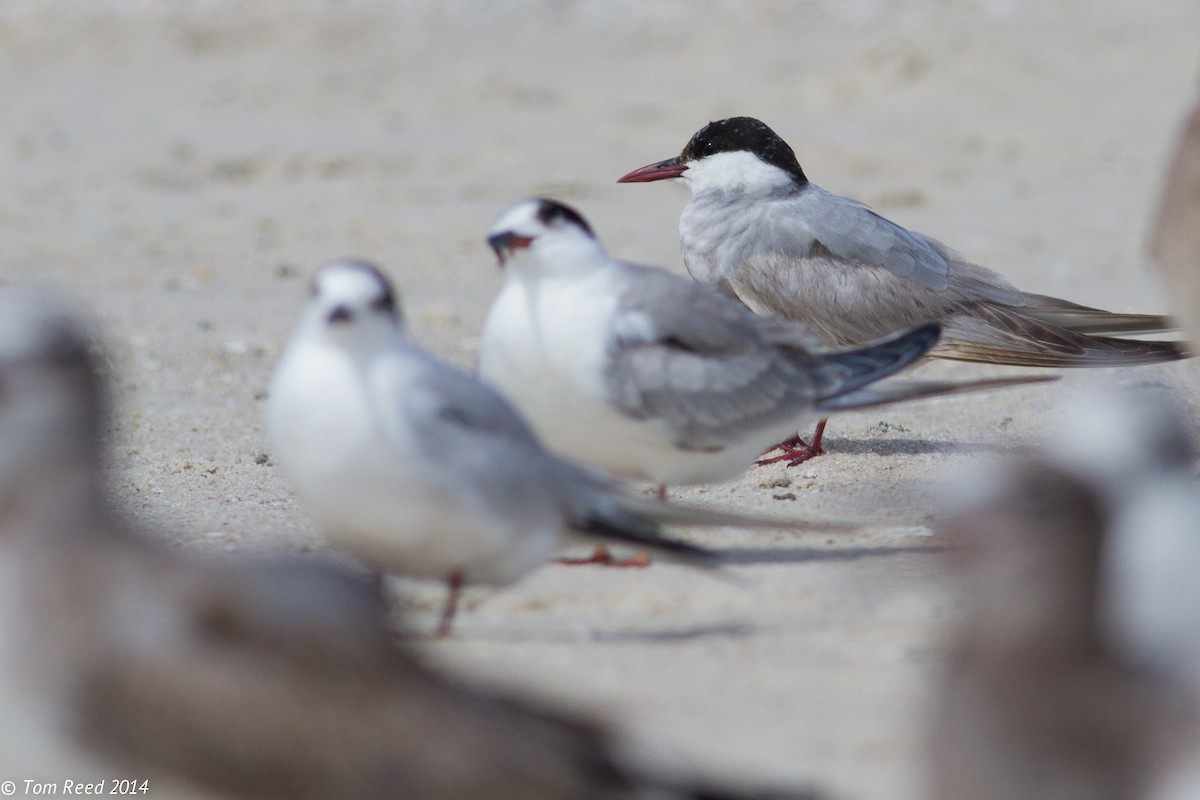 Whiskered Tern - ML128211571