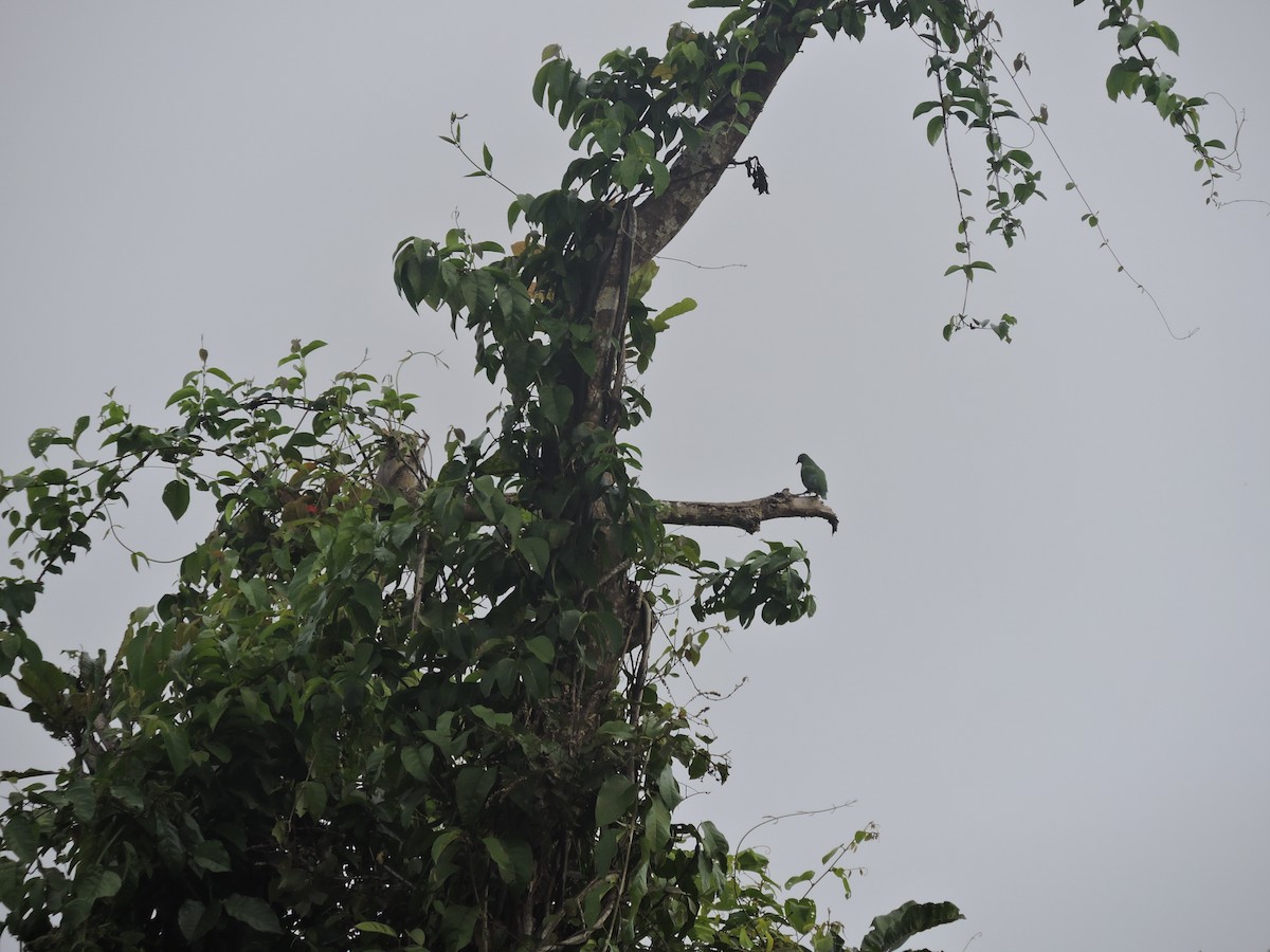 Orange-bellied Fruit-Dove - ML128215761