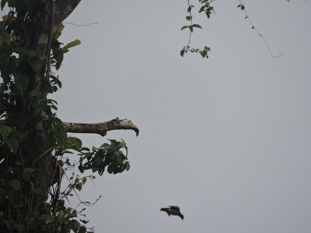 Orange-bellied Fruit-Dove - ML128215771