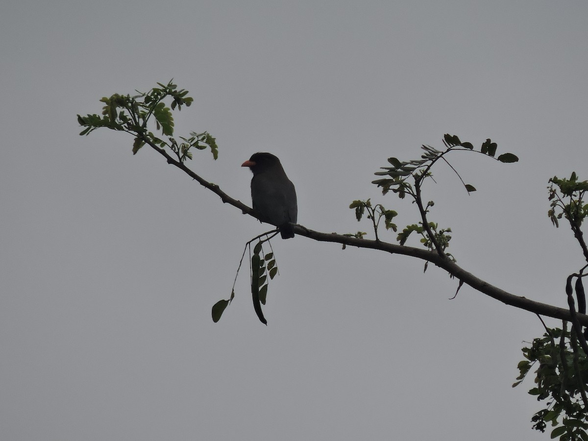 Dollarbird - ML128215911