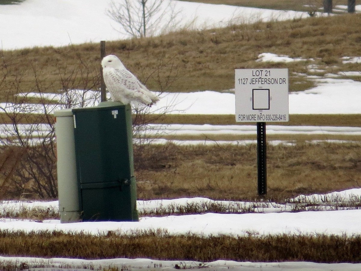 Snowy Owl - Davida Kalina