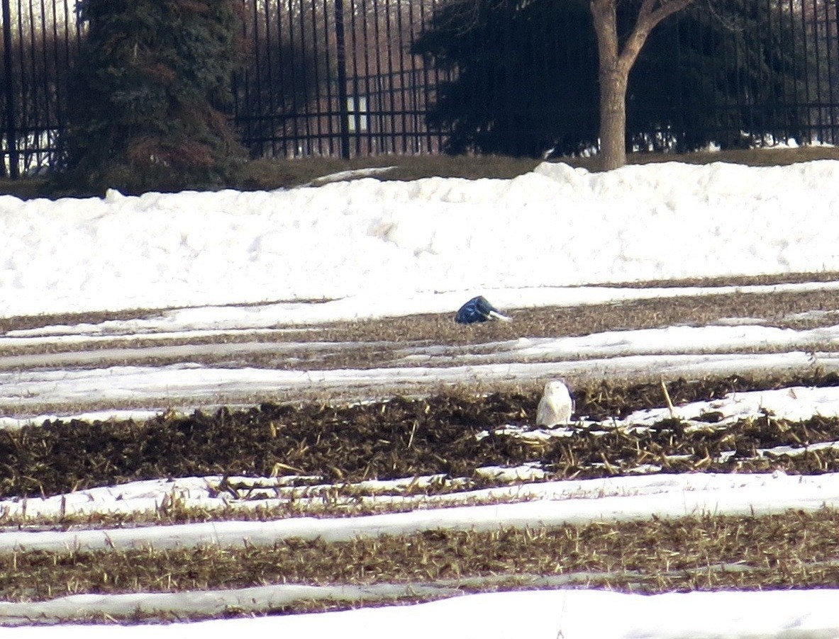 Snowy Owl - ML128218131