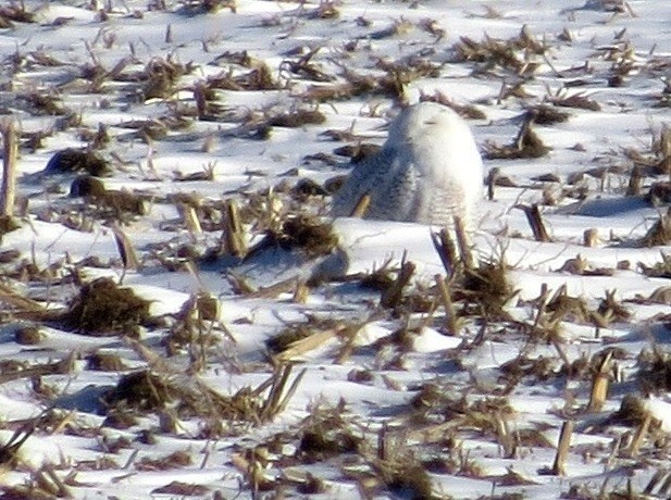 Harfang des neiges - ML128218601