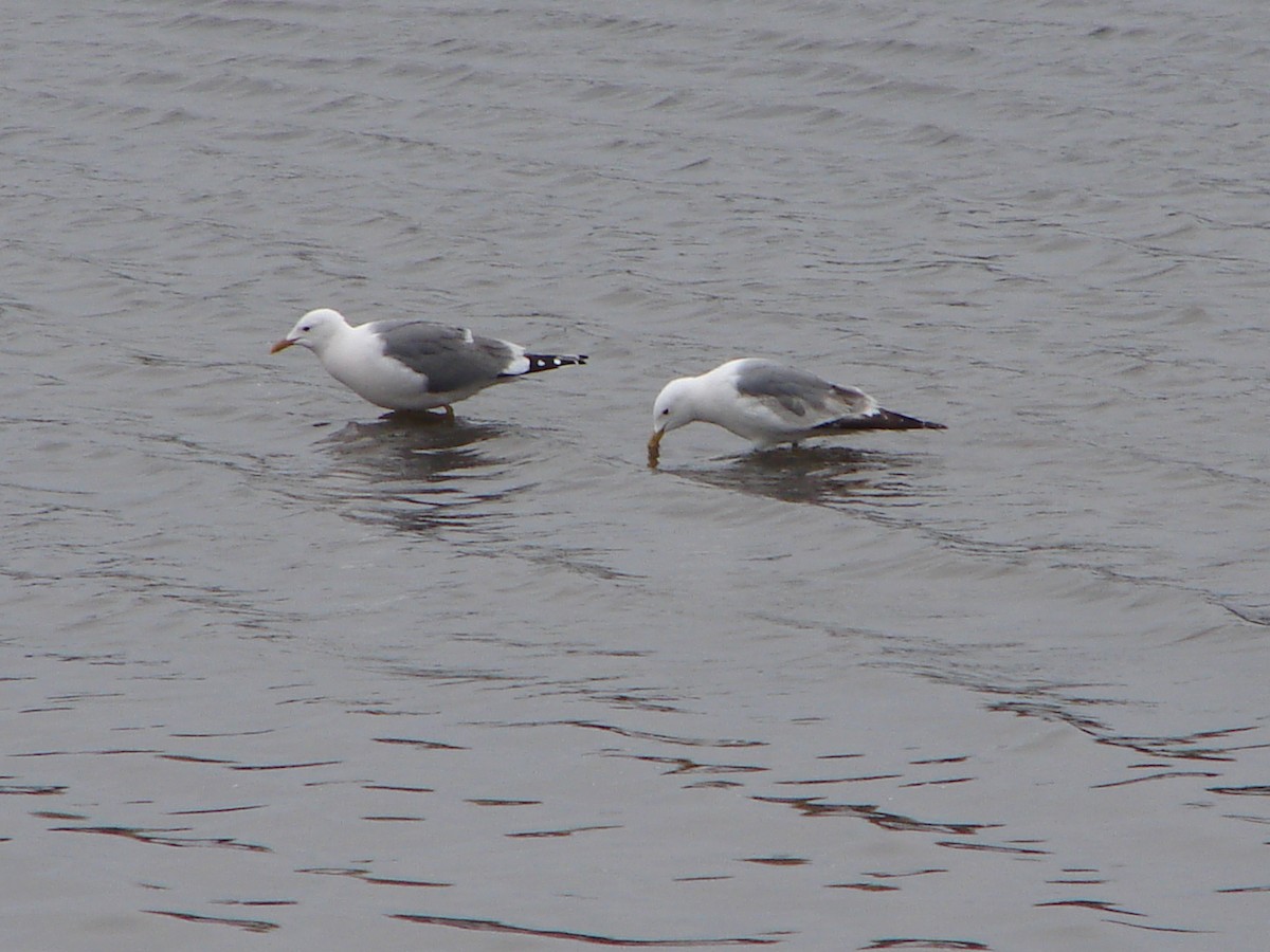 Common Gull (Kamchatka) - Stephan Lorenz