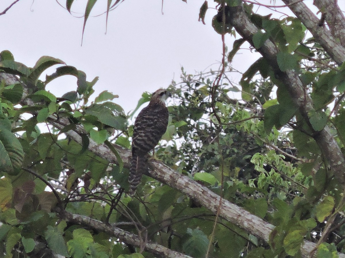 Doria's Goshawk - ML128219331