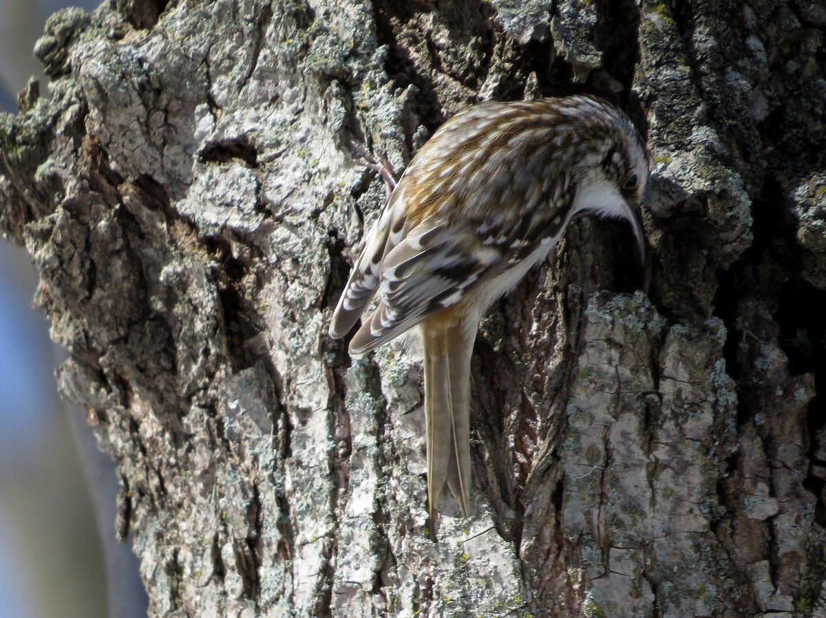 Brown Creeper - ML128219601