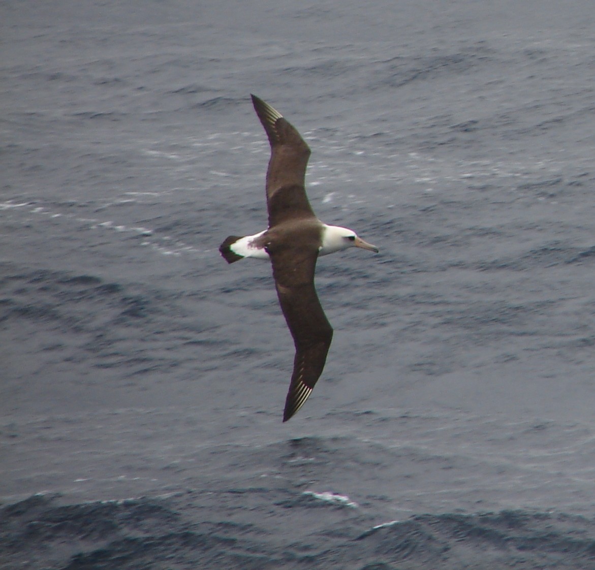 Laysan Albatross - Stephan Lorenz / Rockjumper Birding Tours