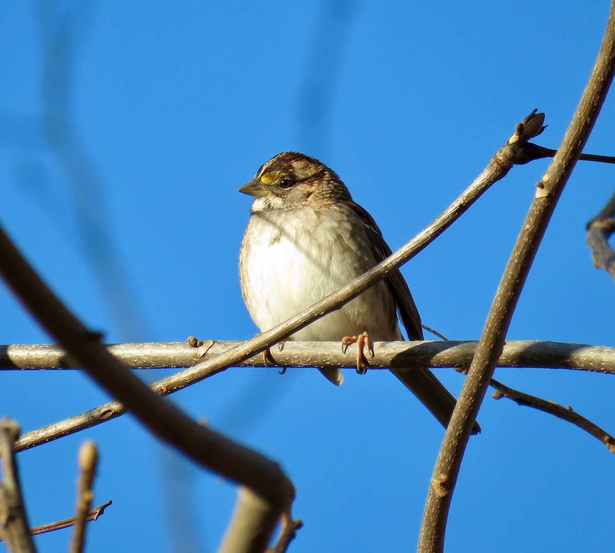 White-throated Sparrow - Ann Tanner