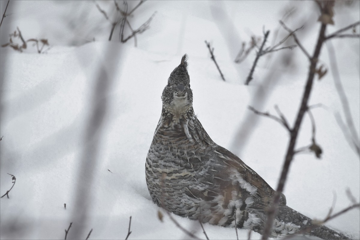 Ruffed Grouse - ML128223241