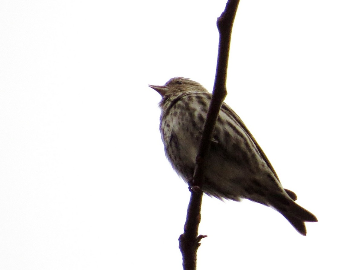 Pine Siskin - Davida Kalina