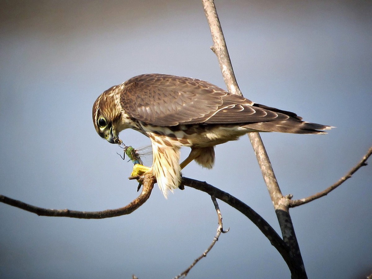 Merlin - Brian Daniels