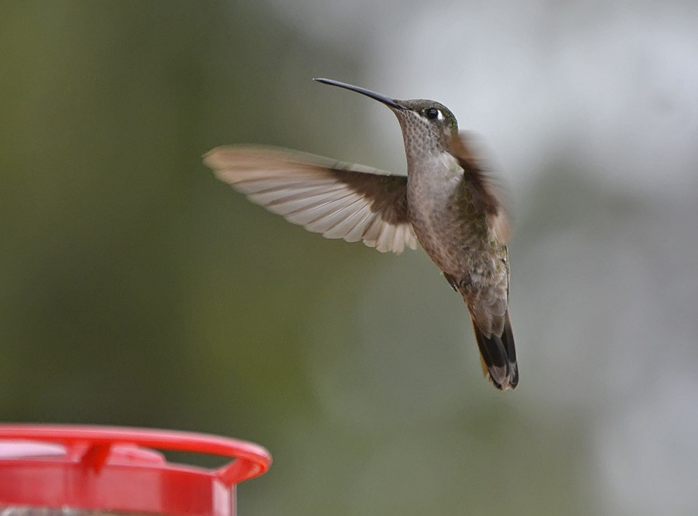 Rivoli's Hummingbird - Bill Schmoker