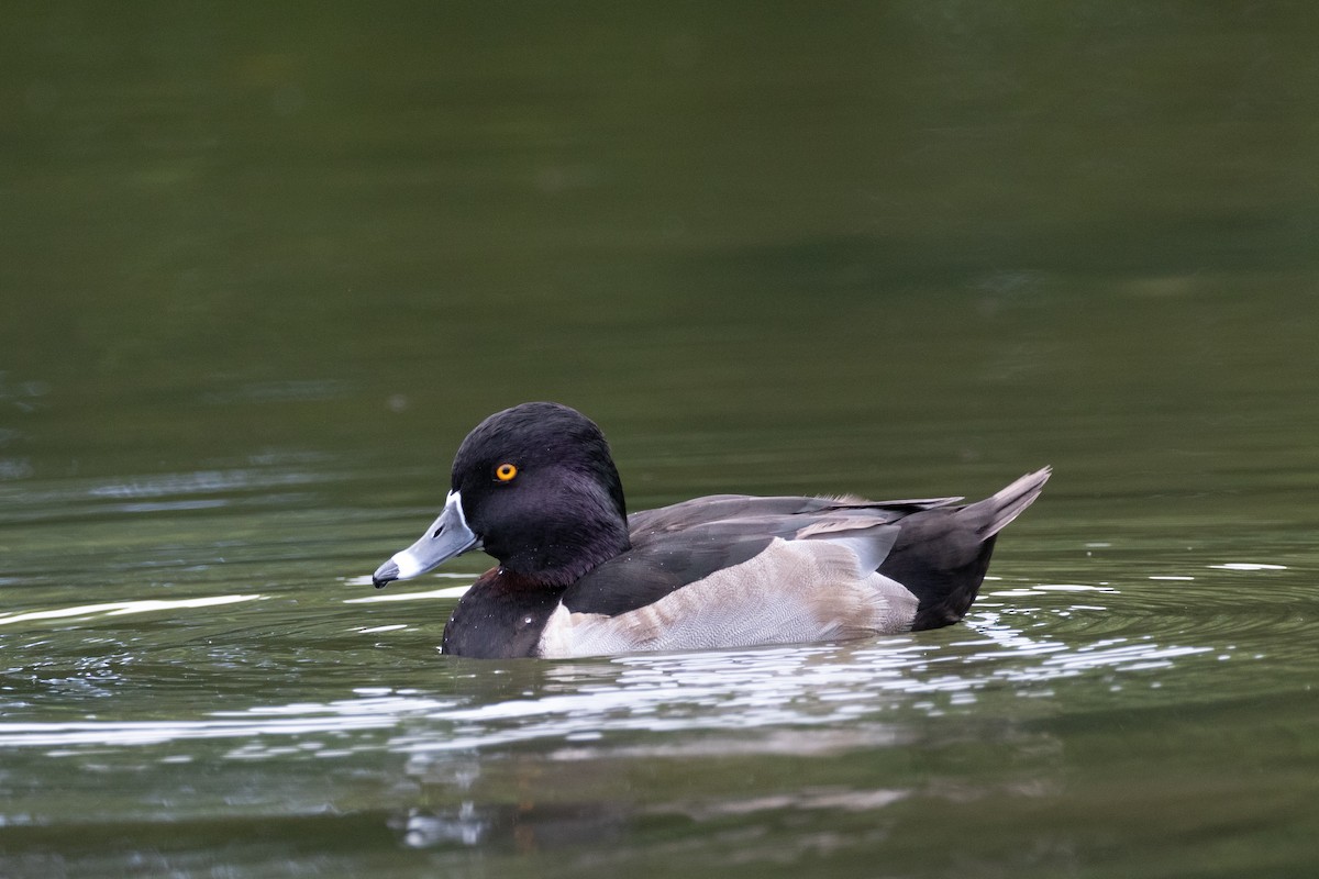 Ring-necked Duck - Murielle Moya