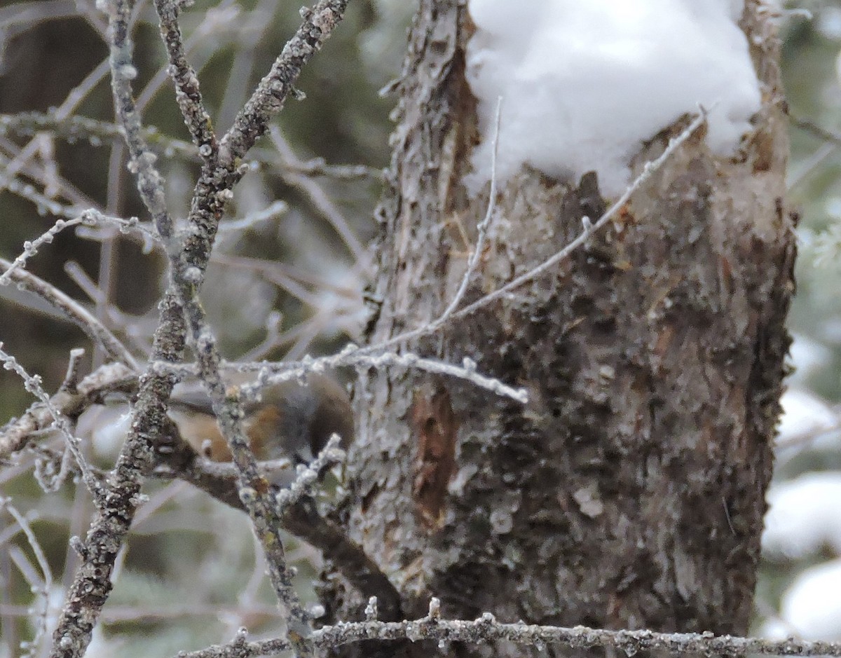 Boreal Chickadee - ML128232501