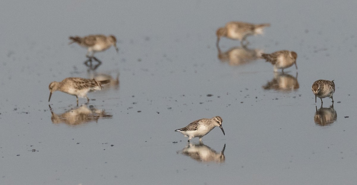 Broad-billed Sandpiper - ML128232581