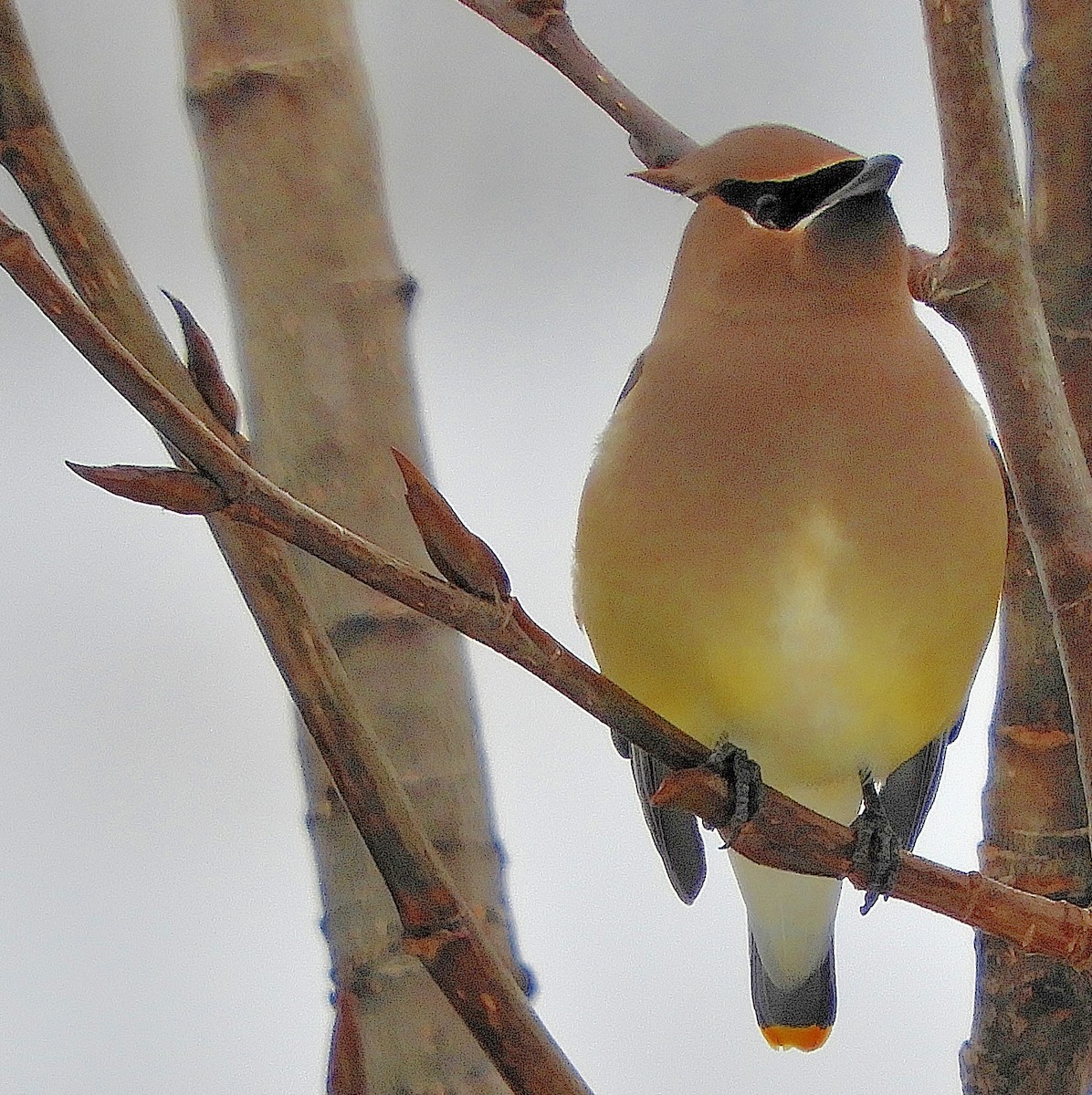 Cedar Waxwing - ML128234301