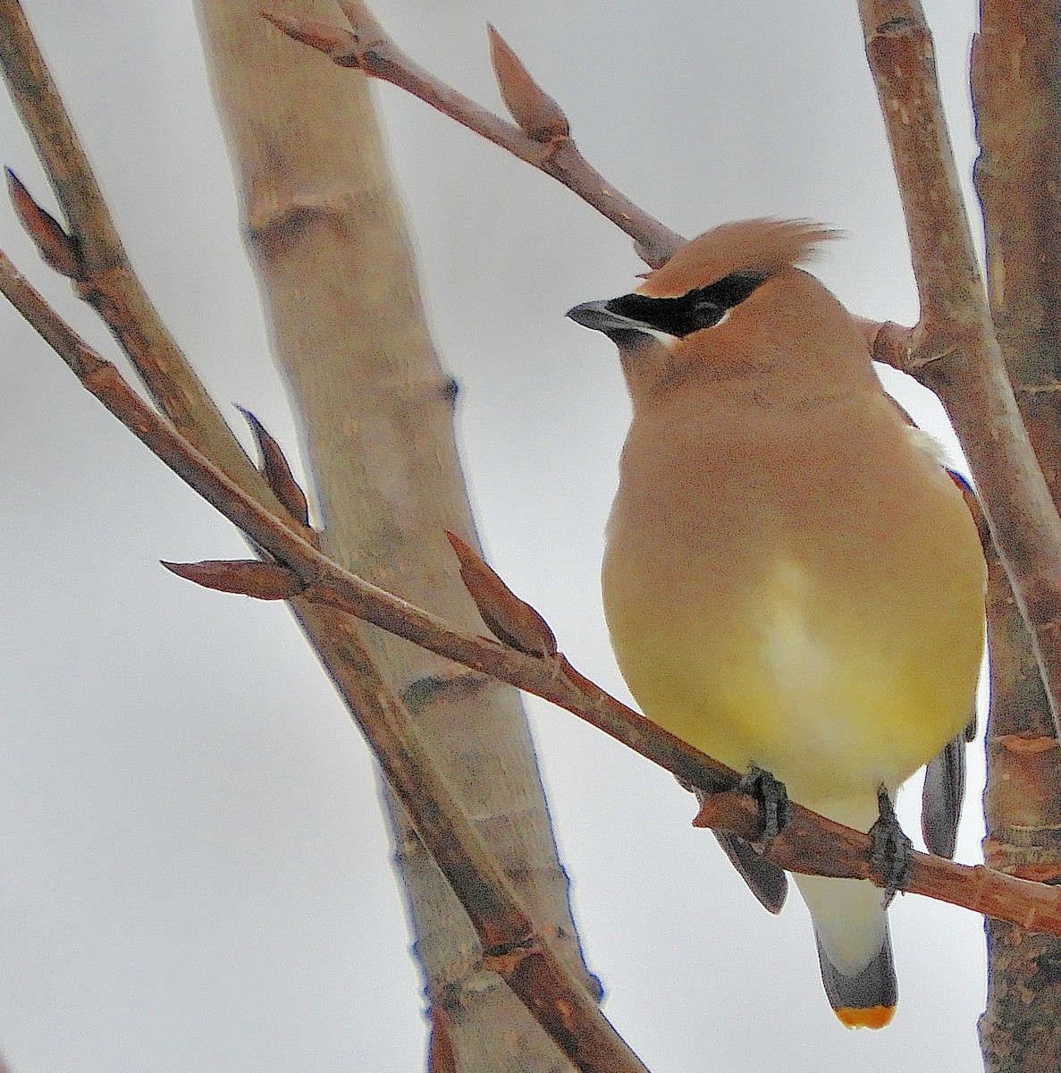 Cedar Waxwing - ML128234591