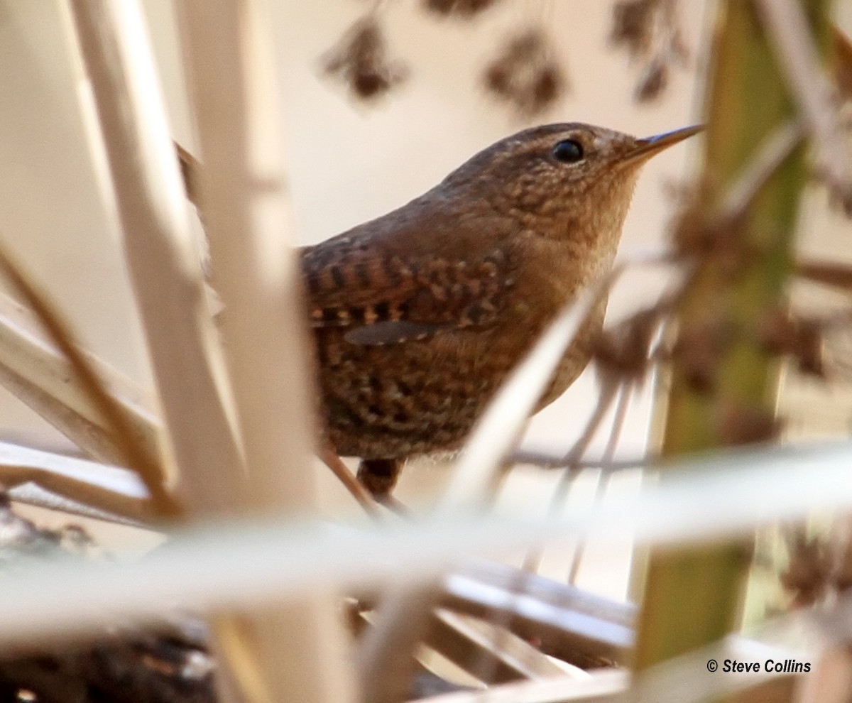 Pacific Wren - Steve Collins