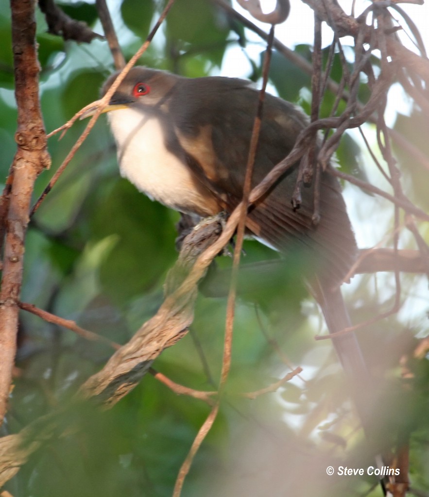 Puerto Rican Lizard-Cuckoo - ML128236551