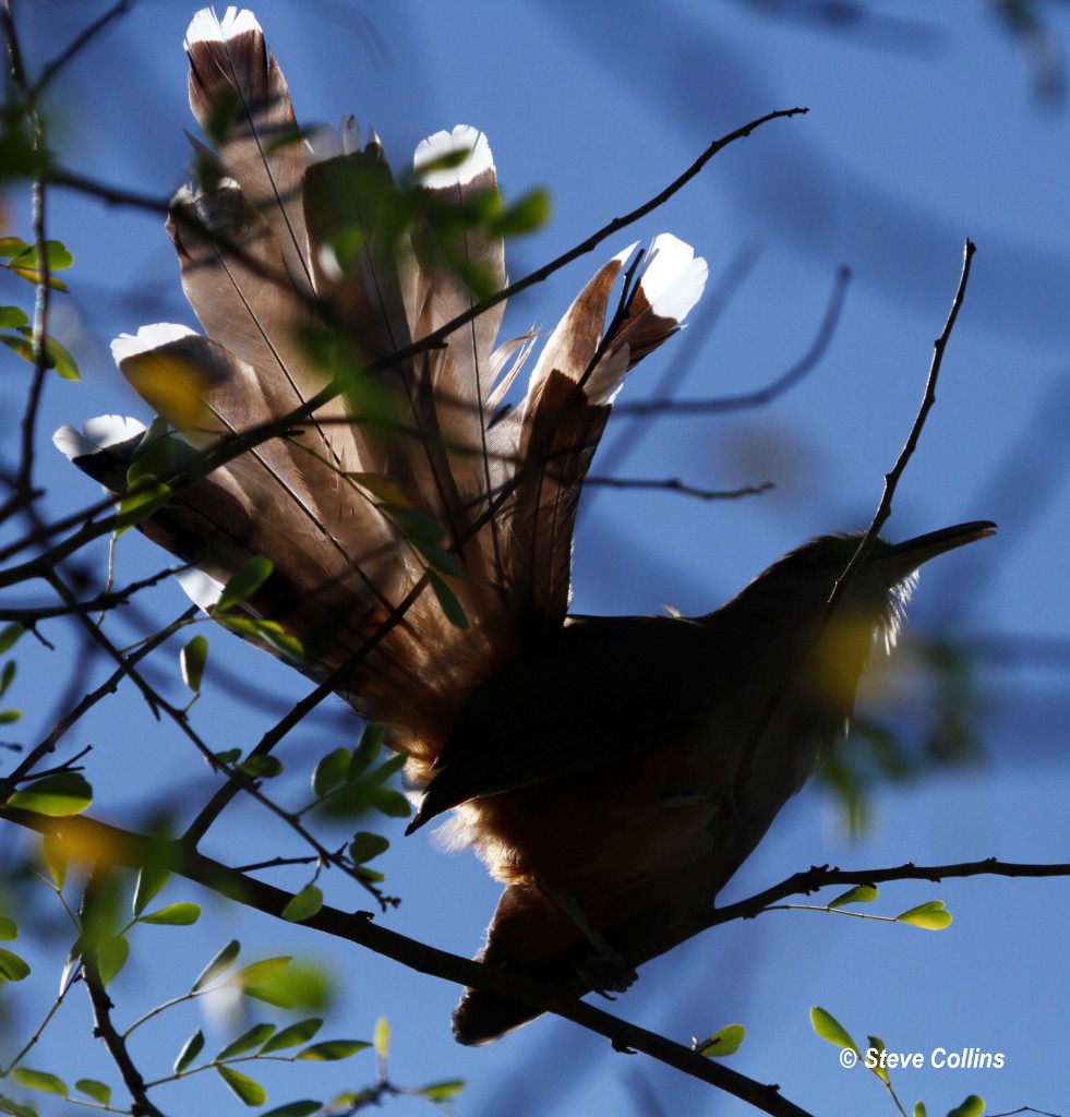 Puerto Rican Lizard-Cuckoo - Steve Collins