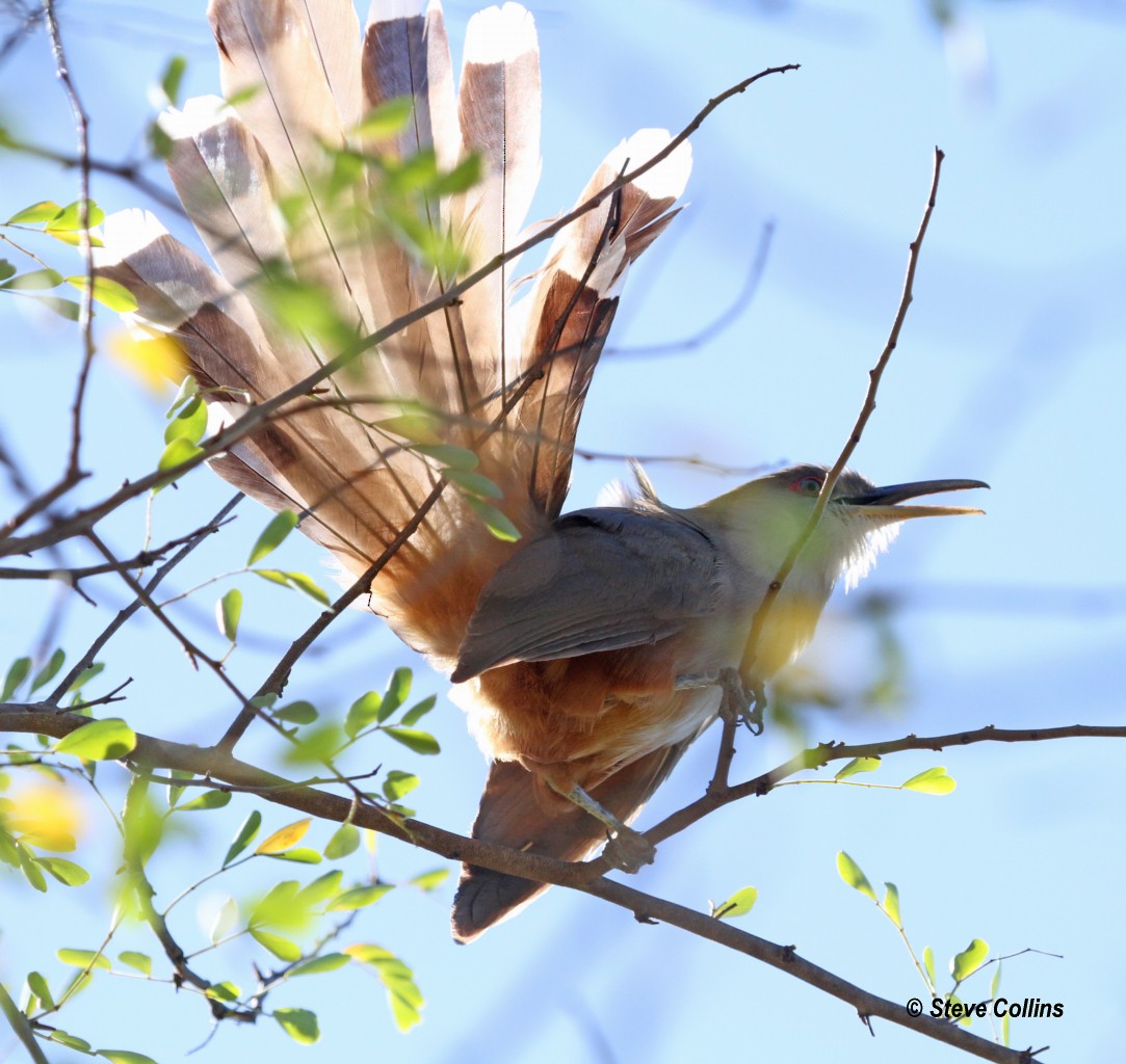 Puerto Rican Lizard-Cuckoo - Steve Collins