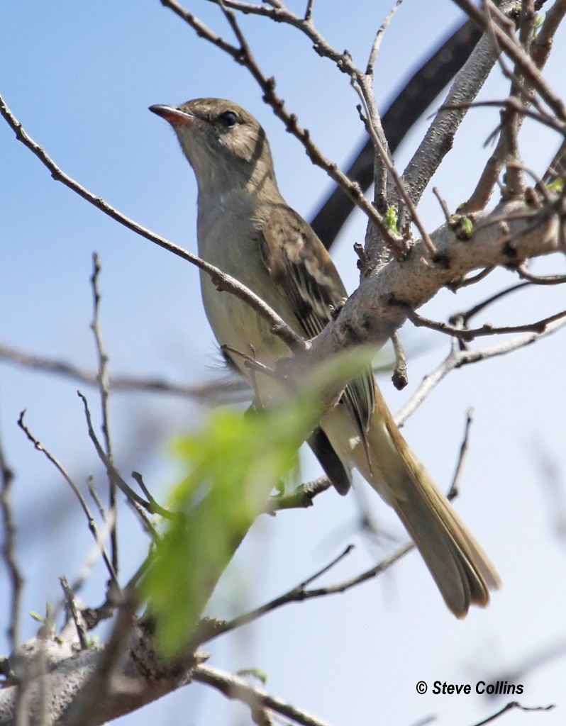 Caribbean Elaenia - Steve Collins