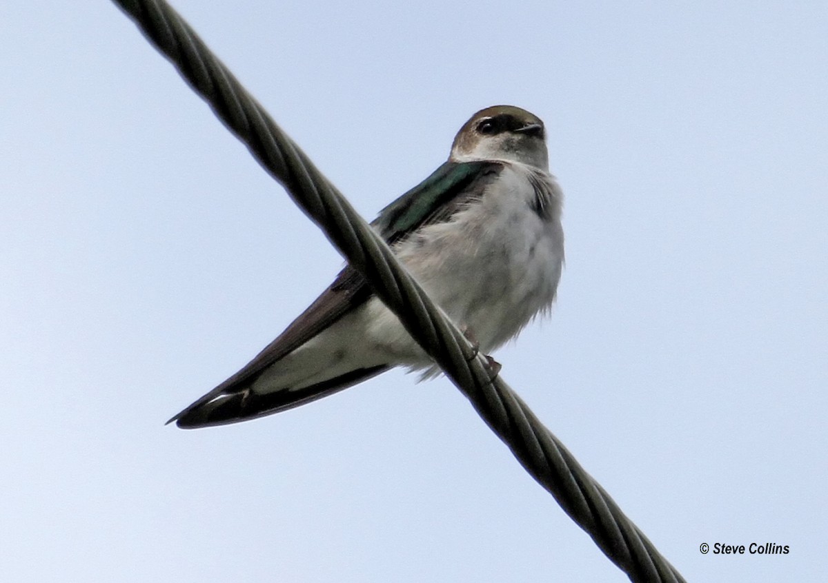 Violet-green Swallow - ML128238441