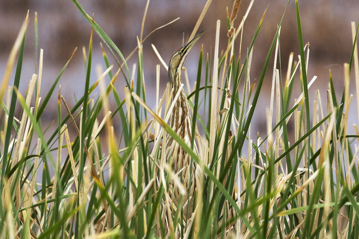 American Bittern - ML128241431