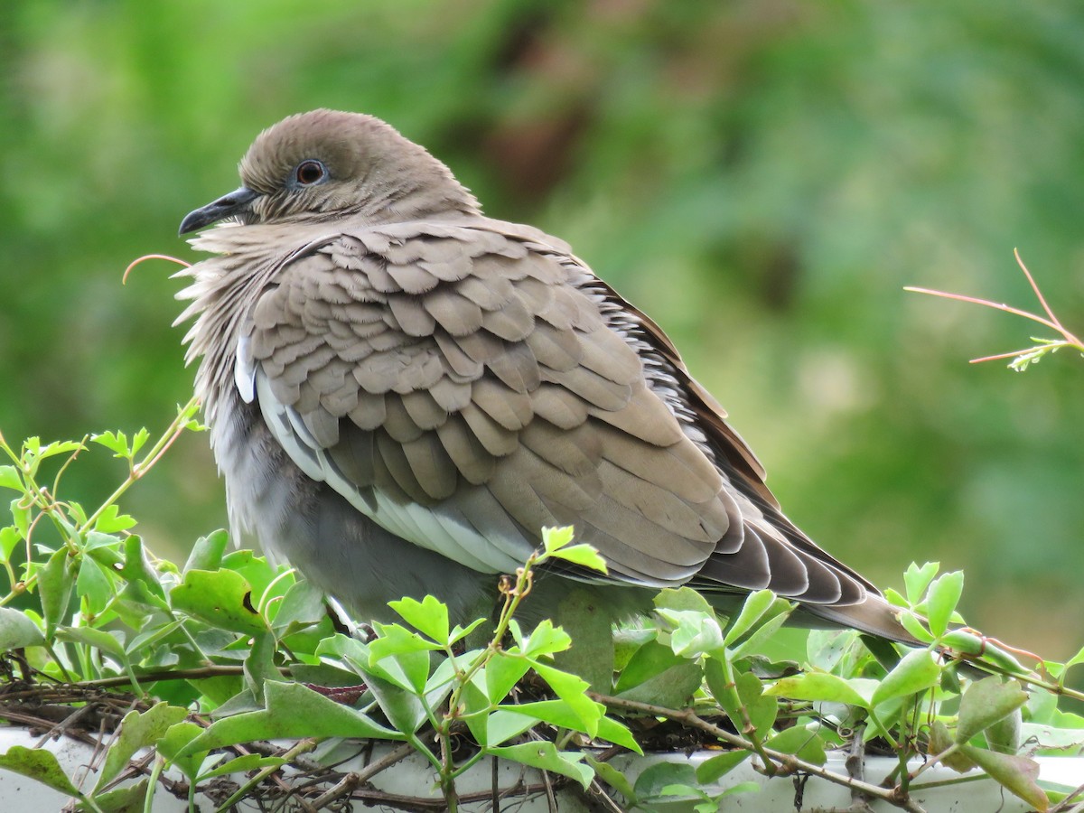 White-winged Dove - ML128242321