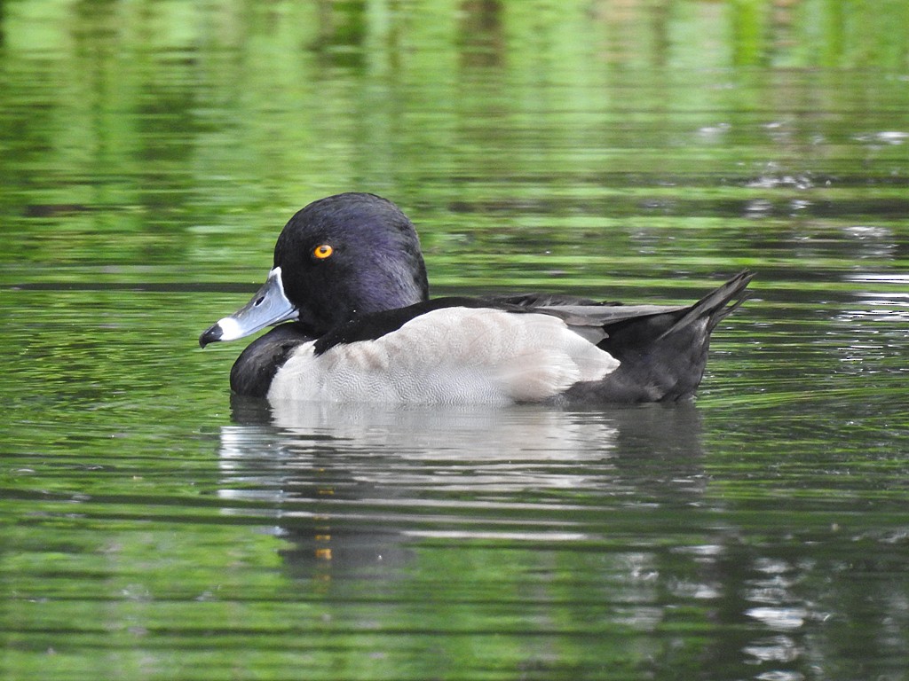 Ring-necked Duck - Richard Garrigues