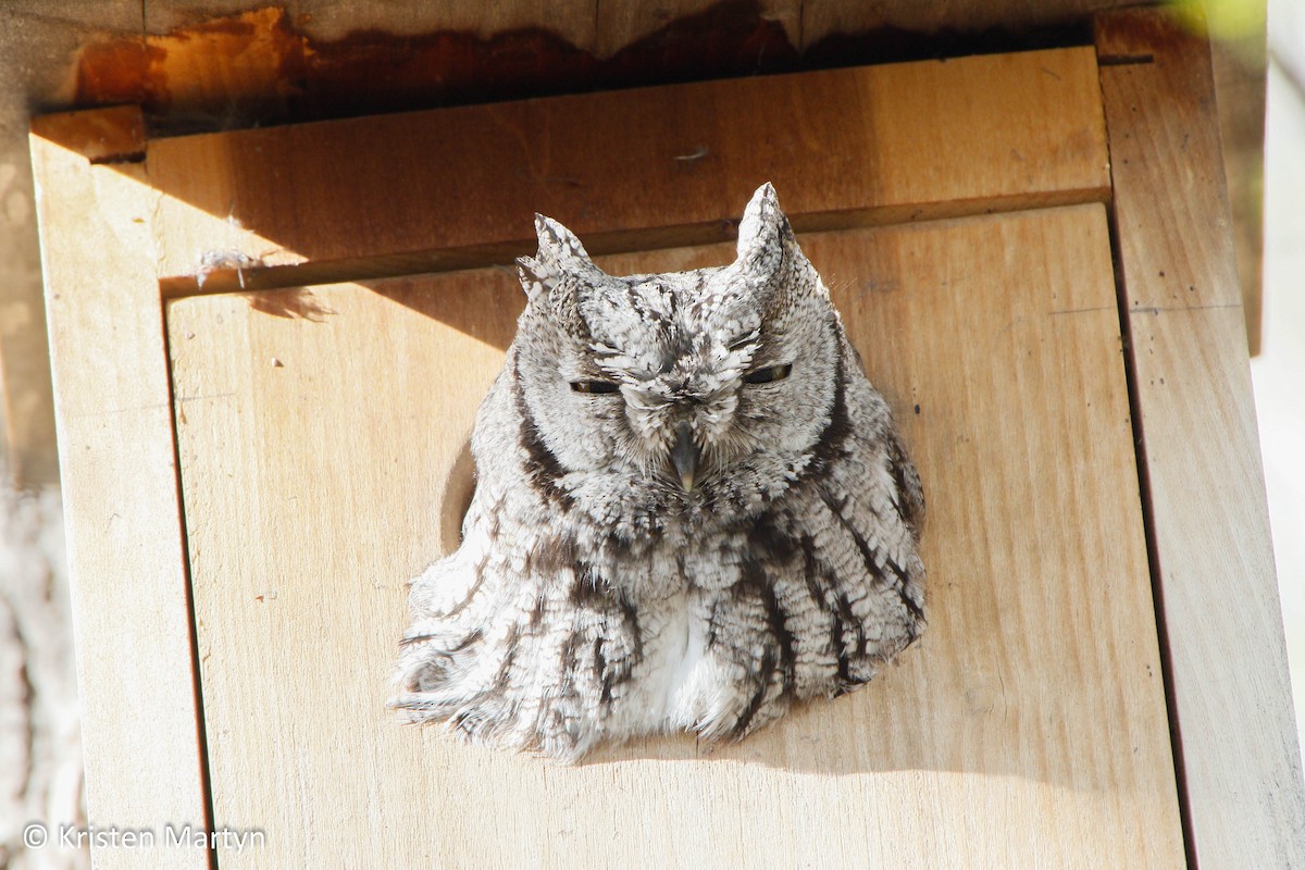 Western Screech-Owl - ML128244741